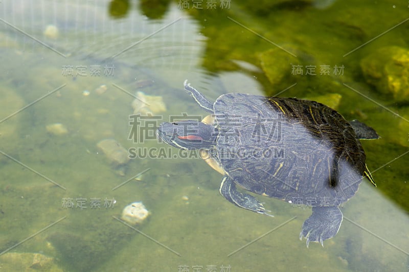 乌龟在湖里。