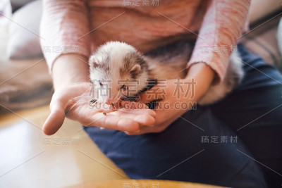 宠物雪貂正从主人手中进食
