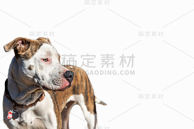 白色背景上有水从口中滴落的杂交幼犬