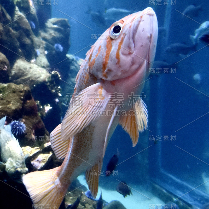 旧金山水族馆1