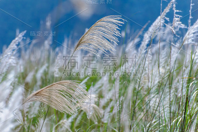 芒草