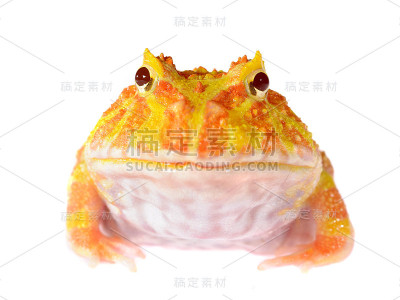 华丽的角蛙(白色形式)华丽的角蟾孤立在白色上