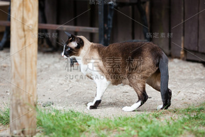 东方暹罗猫