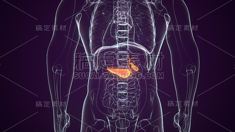 胆囊的3d渲染医学精确的插图