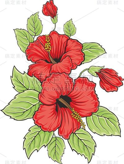 盛开着美丽的芙蓉花。夏威夷的象征。矢量图