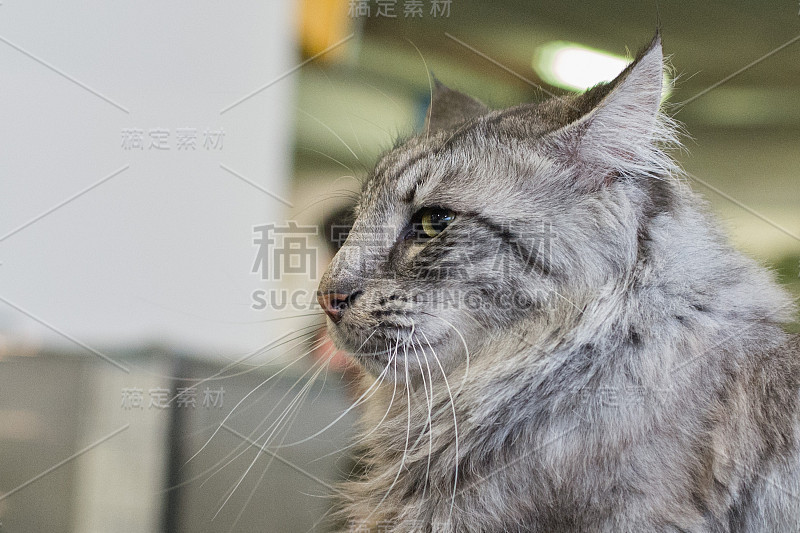 挪威森林猫特写肖像