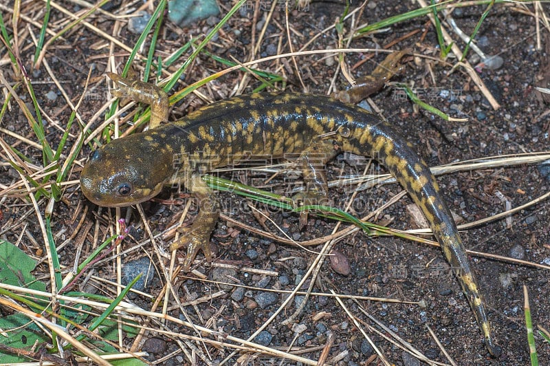 斑虎蝾螈或西虎蝾螈(Ambystoma mavortium)是一种鼹鼠蝾螈，发现于怀俄明州黄石国家公