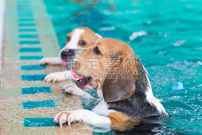 水池边有两只小猎犬时期的玩具