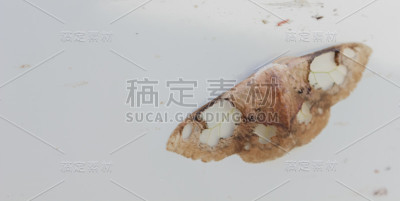 蛾