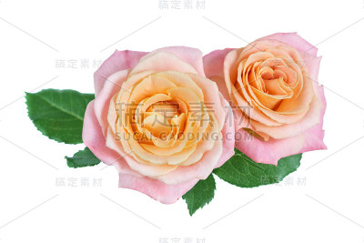 两朵黄粉色的玫瑰花