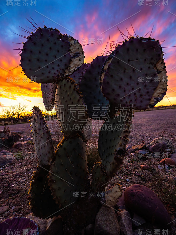 夕阳下的仙人掌剪影特写