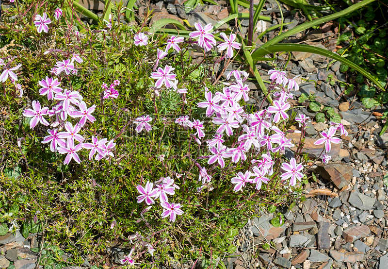 花园里有花。