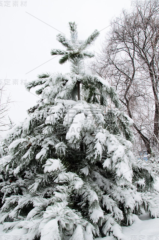 松树上覆盖着雪