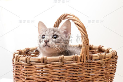 小滑稽的小猫