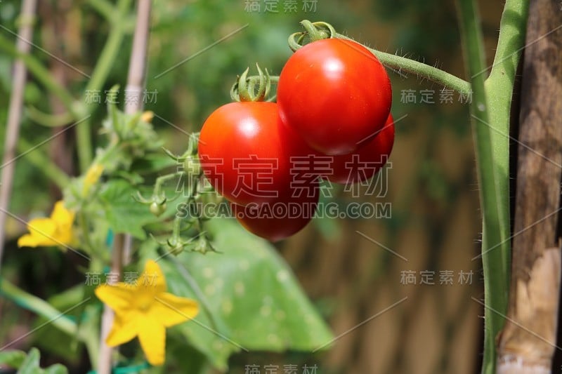 夏天在花园里种菜