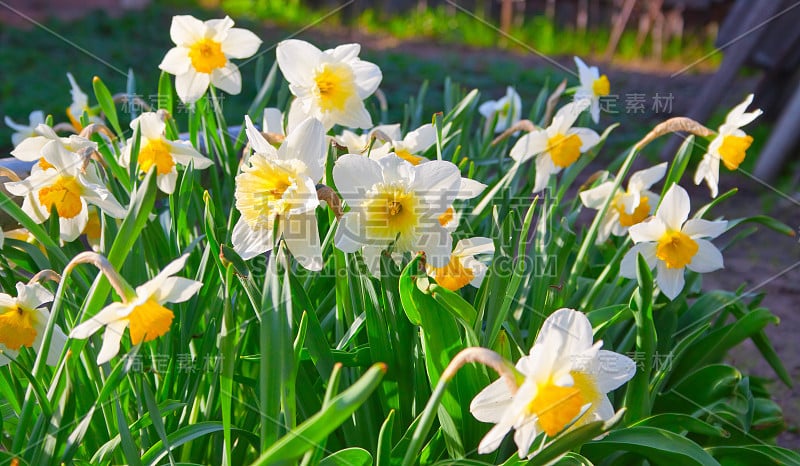 春天:水仙花郁郁葱葱盛开