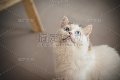 可爱有趣的猫