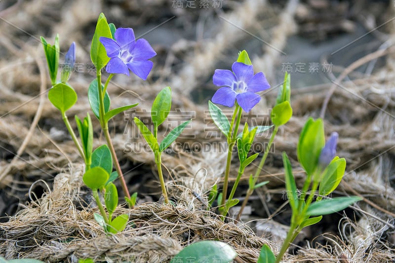 长春小属小长春花，是观赏花，常见的长春花开花植物，匍匐花