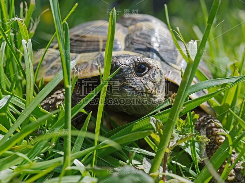 幼年希腊龟(Testudo graeca)