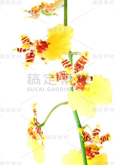 黄色的兰花的花