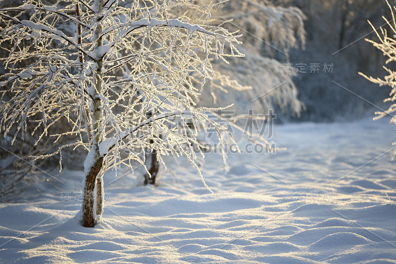 冰雪覆盖的森林和乡村地区的冬季仙境。拉脱维亚