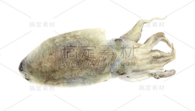 新鲜鱿鱼孤立在白色背景