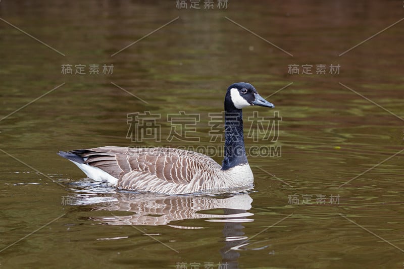 游泳加拿大鹅Branta加拿大