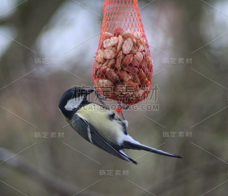 大山雀(Parus major)