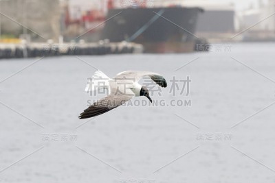 海鸥近景