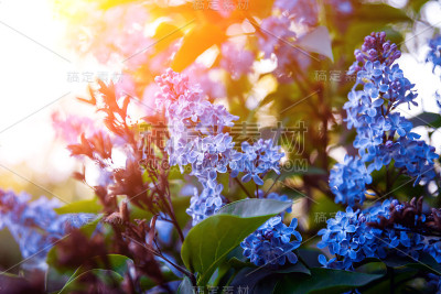 模糊的春花背景。