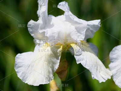 多色的虹膜