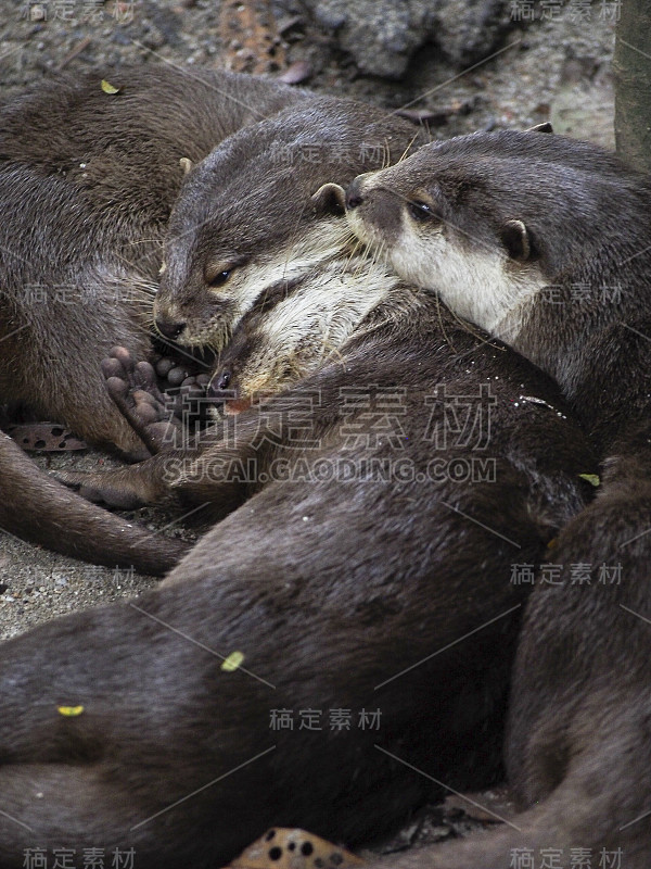 一群熟睡的水獭依偎在一起