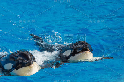 逆戟鲸游泳时