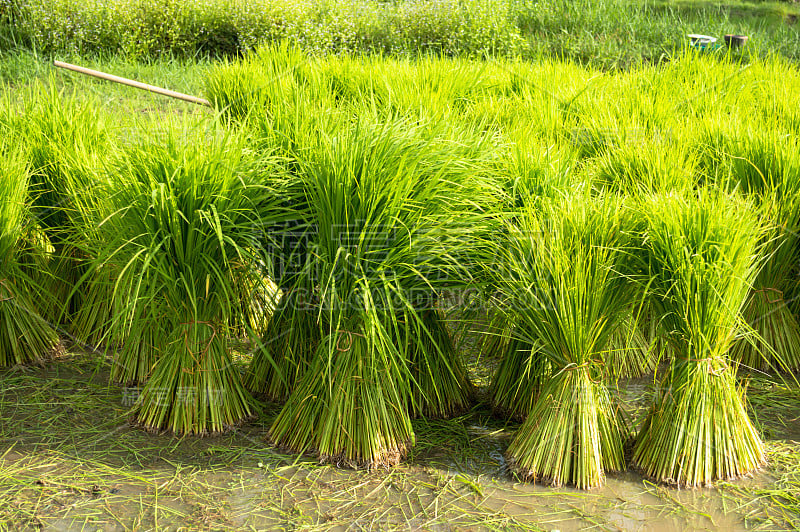 水稻种植和农民