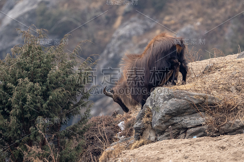 喜马拉雅tahr