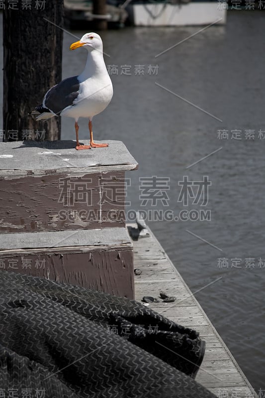 海鸥在码头