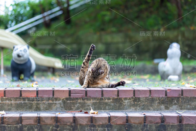 野猫