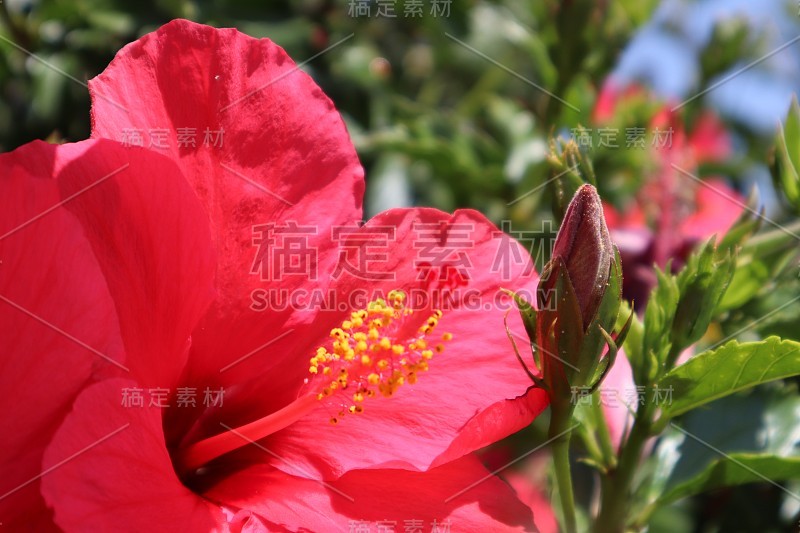 4/27/2018 Beautiful Pink Flowers