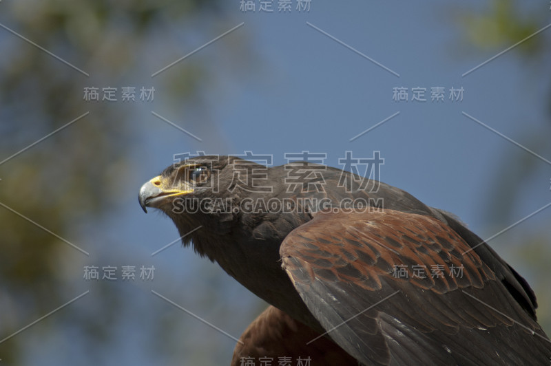 美丽的棕色和锈色羽毛哈里斯的鹰-彩虹色半透明的眼睑