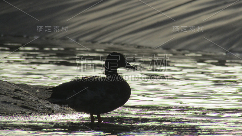 鸭子湖附近