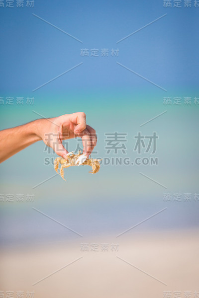 白沙滩上的活螃蟹特写