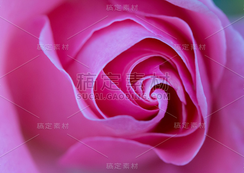 玫瑰花蕾