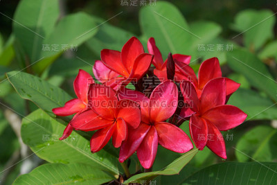 树上的红鸡蛋花(鸡蛋花)。