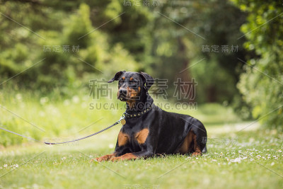 杜宾犬在公园里摆姿势