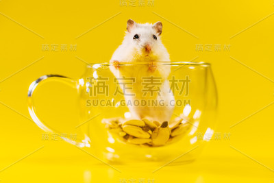 仓鼠。仓鼠坐在一个透明的杯子里。