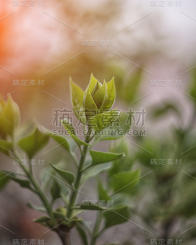 背景与绿色芽在丁香灌木枝条在春天