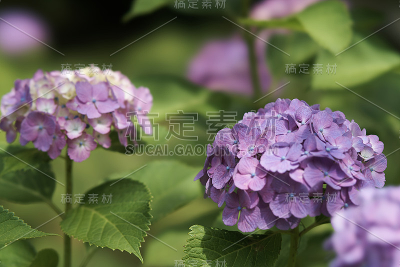 绣球花