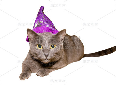 戴紫色帽子的猫