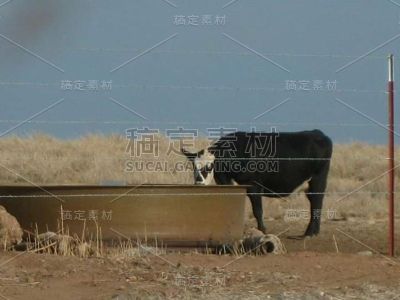 黑牛，蓝天