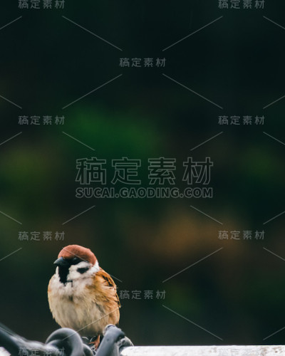 鸟